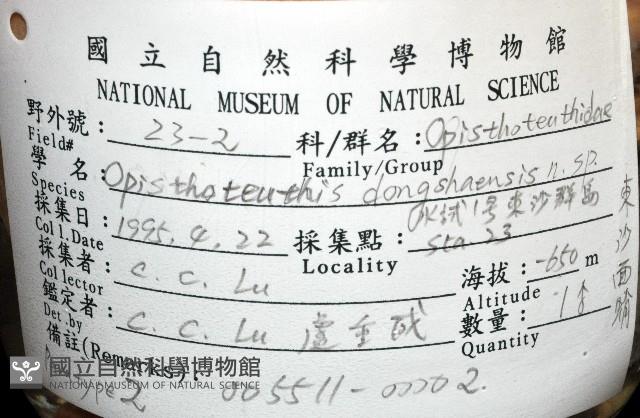 東沙面蛸(新種)藏品圖，第8張