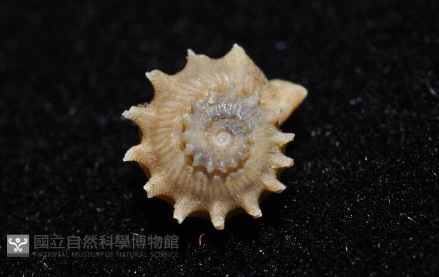 百夫長花冠螺藏品圖，第8張