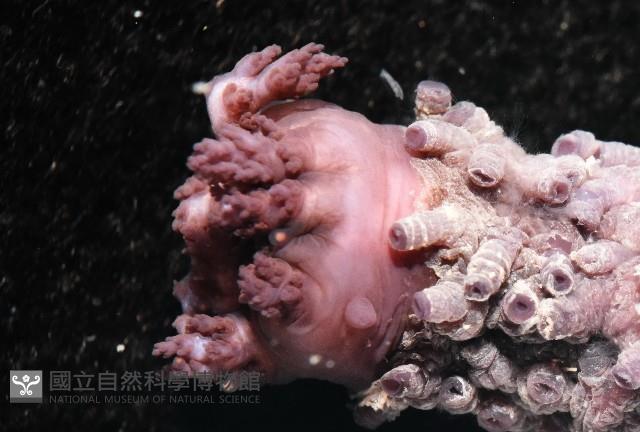 非洲異瓜參藏品圖，第8張