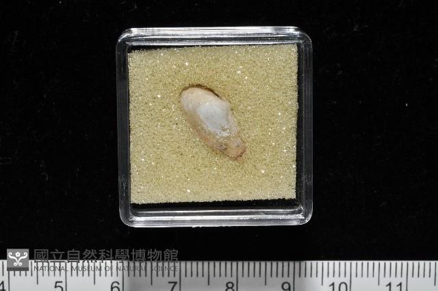 臺灣波浪蛤(新種)藏品圖，第8張