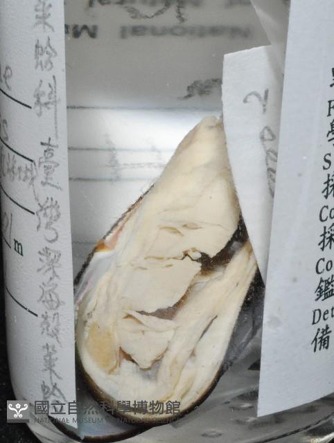 臺灣深海殼菜蛤藏品圖，第8張