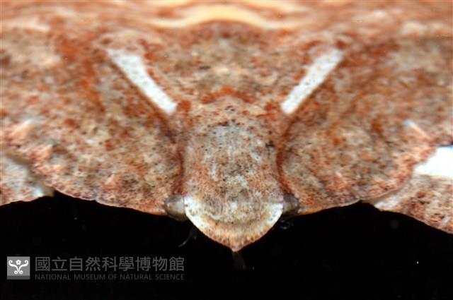環狀(圓拱)隱足蟹藏品圖，第8張