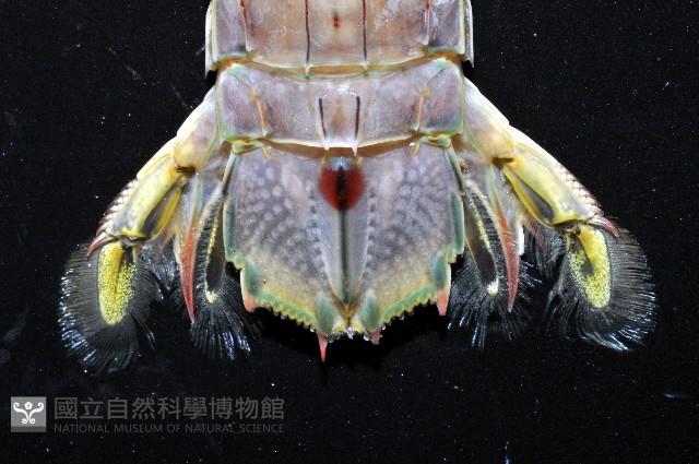斷脊似口蝦蛄藏品圖，第8張