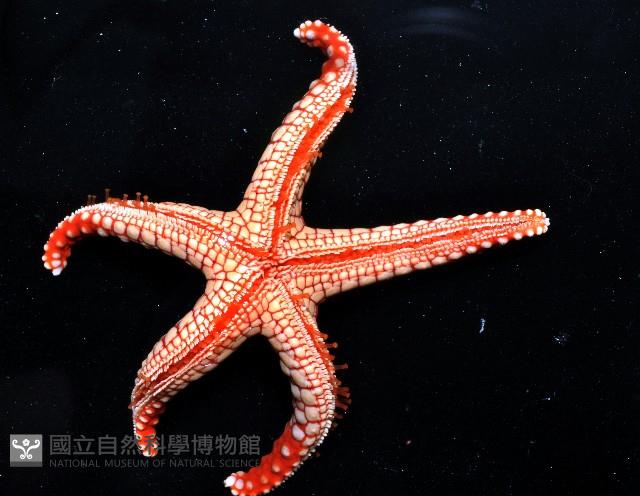 單鏈蛇星(珠鏈單鰓海星)藏品圖，第8張