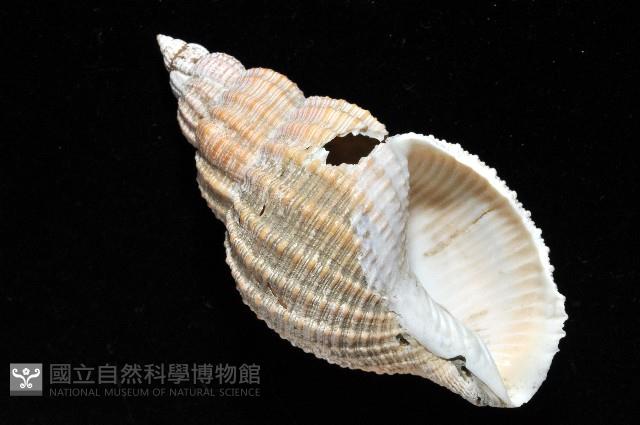 巨核螺藏品圖，第8張