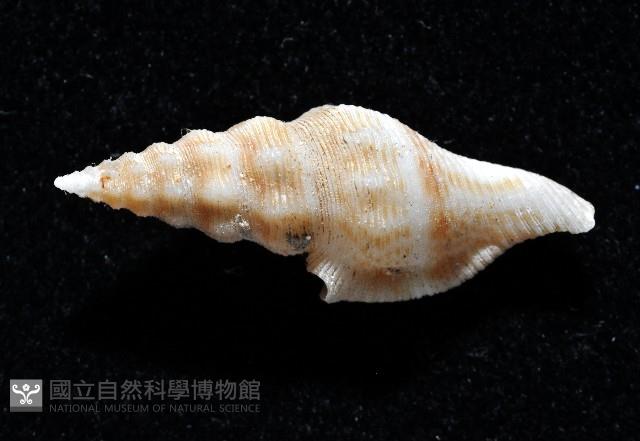 奧利佛捲管芋螺藏品圖，第8張