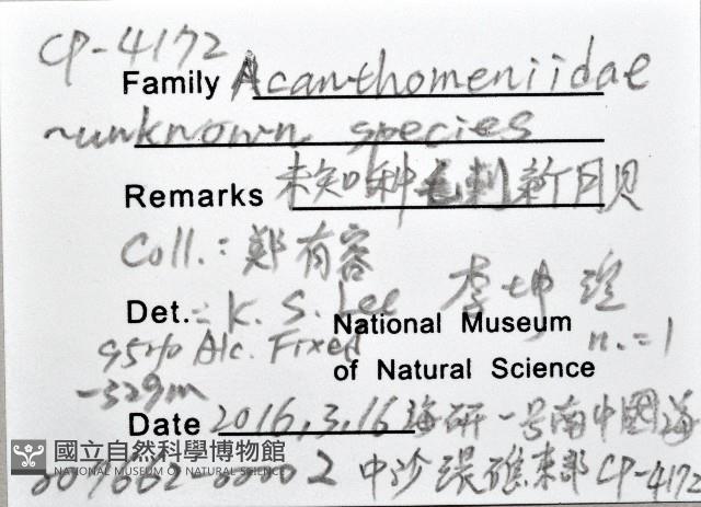 未知種毛刺新月貝藏品圖，第8張