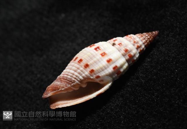 吸血蛹筆螺藏品圖，第8張