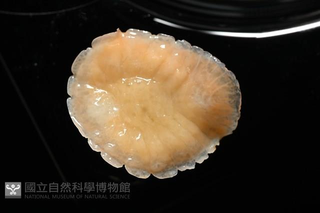 思氏不對稱鰓虱藏品圖，第8張
