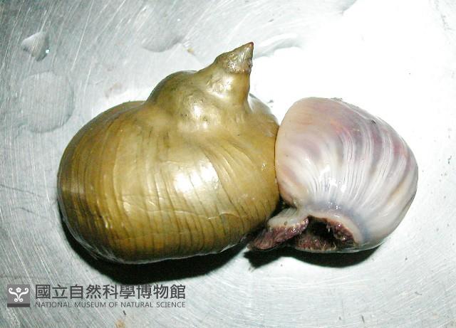造殼海葵之一種藏品圖，第8張