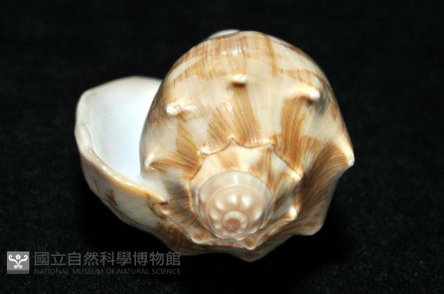 蝙蝠渦螺藏品圖，第8張