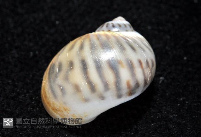 小灰玉螺藏品圖，第8張