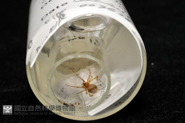 蘭嶼姬蛛藏品圖，第8張