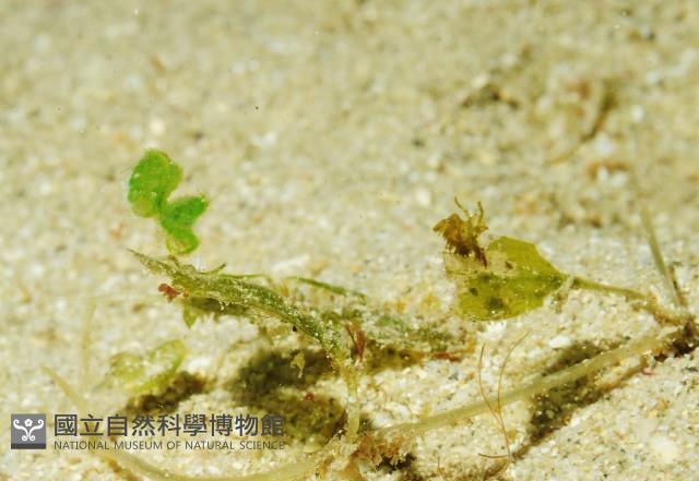 毛毛蝦藏品圖，第8張