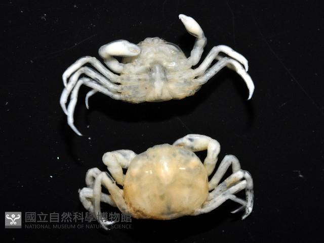 中華蚶豆蟹藏品圖，第8張