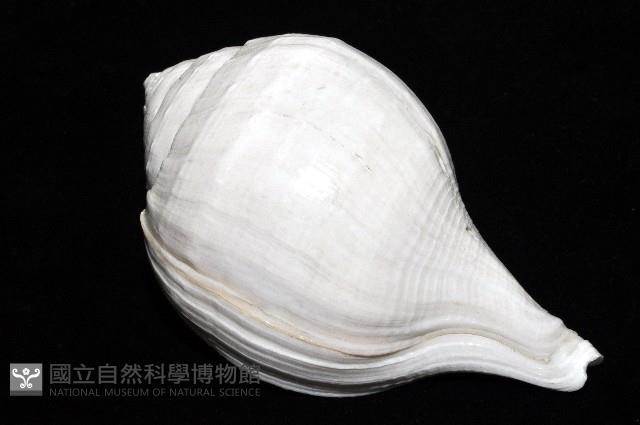 印度聖螺藏品圖，第8張