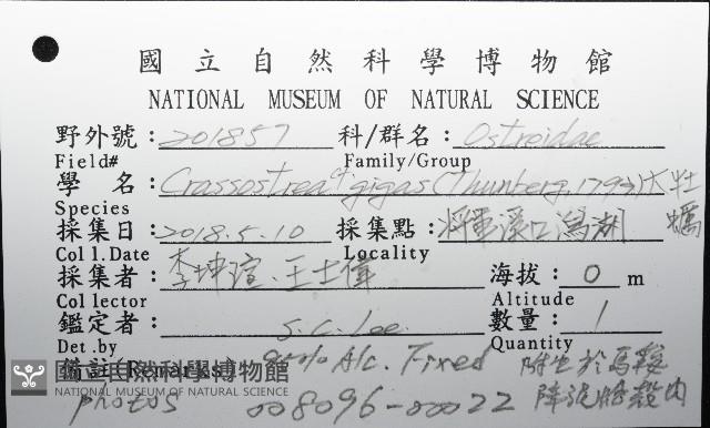 大牡蠣(葡萄牙牡蠣)藏品圖，第8張