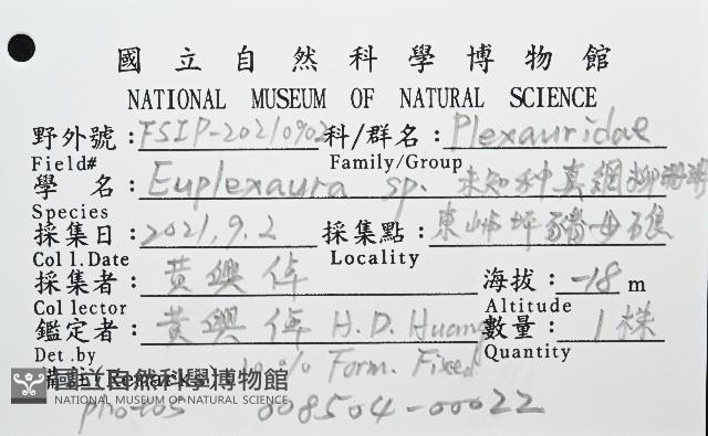 未知種真網柳珊瑚藏品圖，第8張