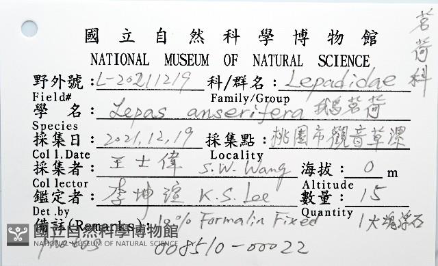 鵝茗荷藏品圖，第8張