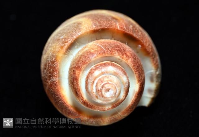 深溝鳳螺藏品圖，第8張