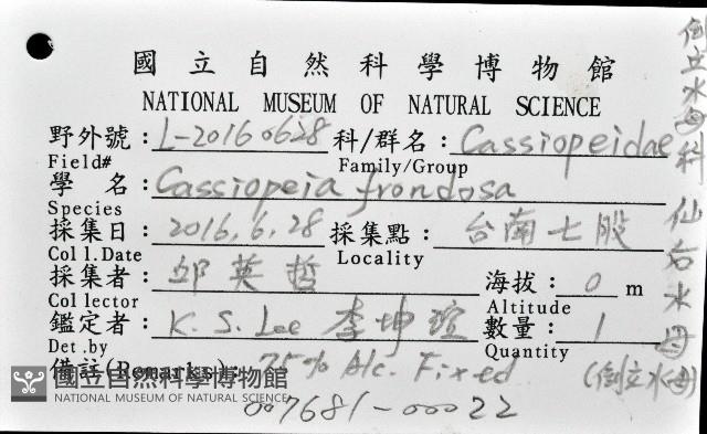 倒立水母(仙后水母)藏品圖，第8張