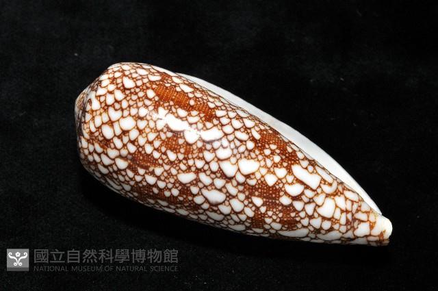 登錄號:007819-00062藏品圖，第8張