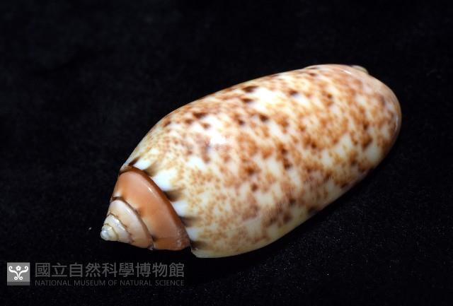 登錄號:007819-00132藏品圖，第8張