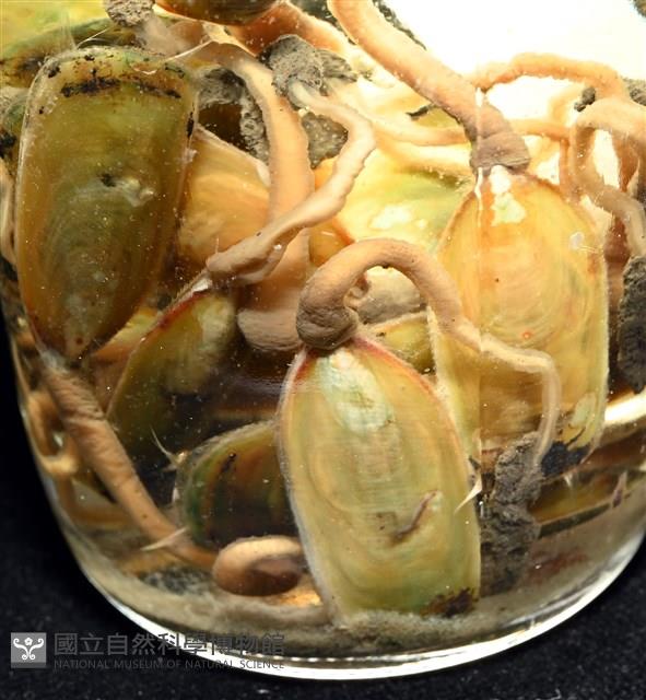 亞氏海豆芽藏品圖，第8張