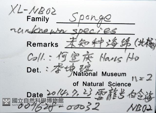 未知種海綿藏品圖，第8張