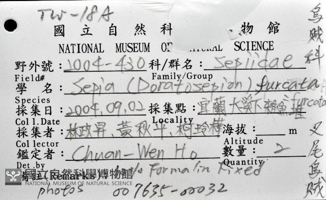 叉尾烏賊藏品圖，第8張