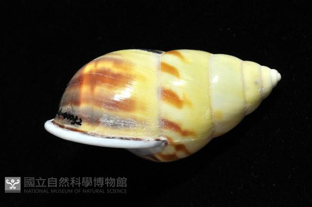 雙旋蝸牛藏品圖，第8張