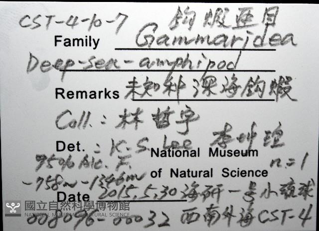 未知種深海鉤蝦藏品圖，第8張