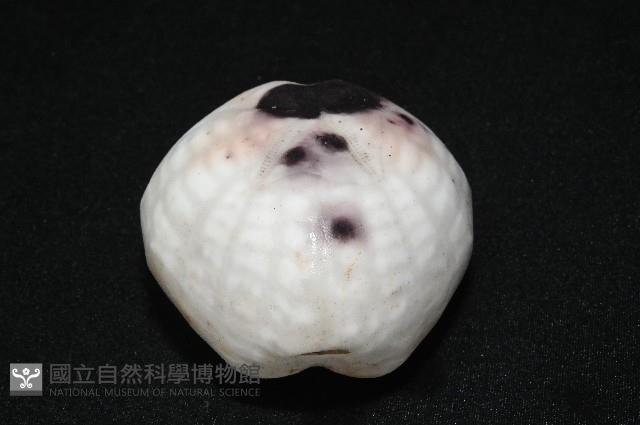 心形緣帶海膽藏品圖，第8張