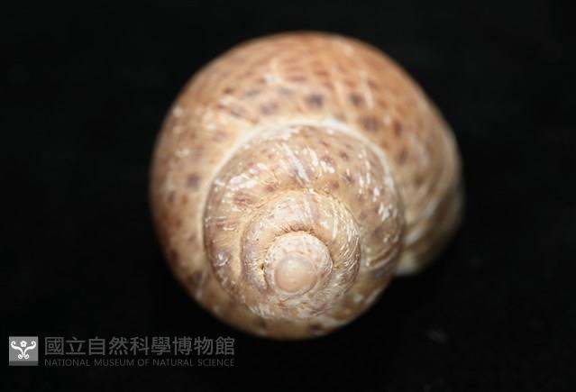 南非鳳螺藏品圖，第8張