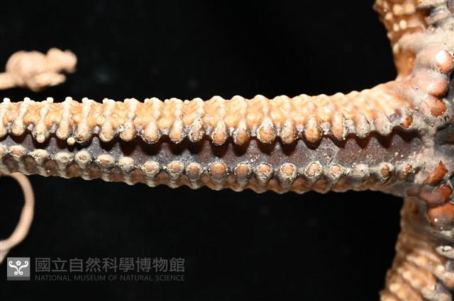 鞭枝蛇尾藏品圖，第28張