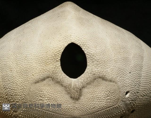 脊背壺海膽藏品圖，第28張