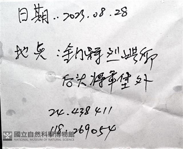 未知種瘤海星藏品圖，第28張