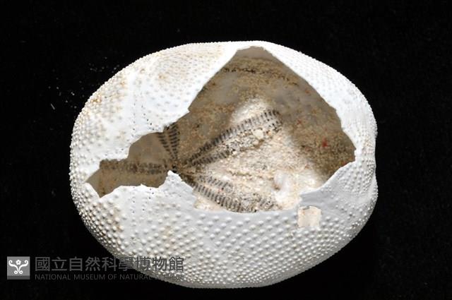 心形海壺藏品圖，第28張