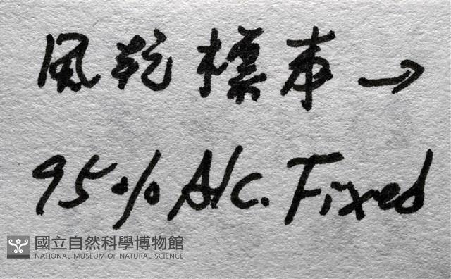鞭枝蛇尾藏品圖，第37張