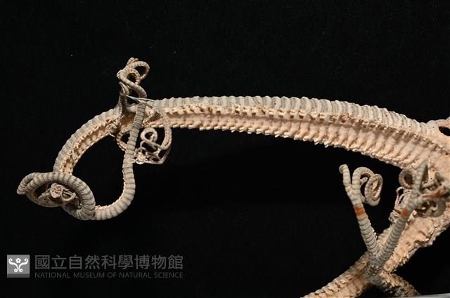 鞭枝蛇尾藏品圖，第17張