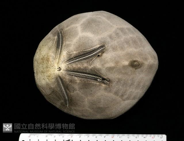 脊背壺海膽藏品圖，第17張