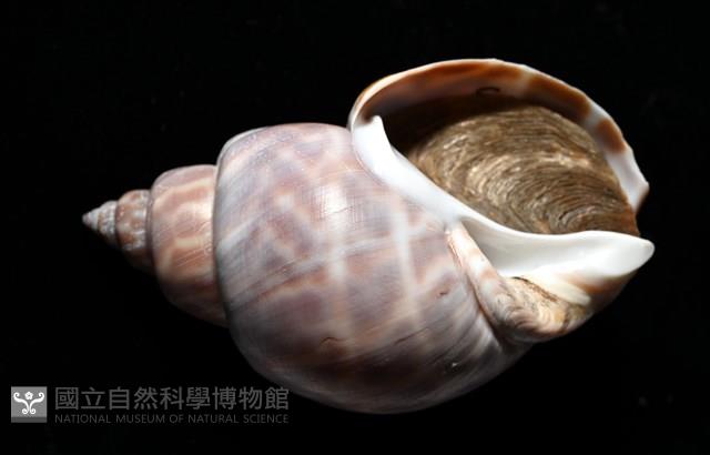 波部鳳螺藏品圖，第17張