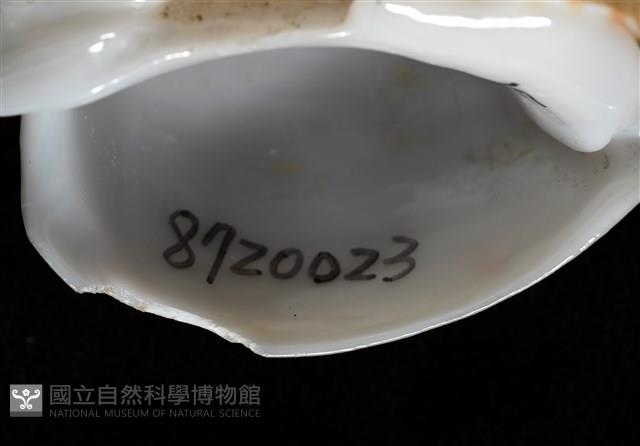 彩繪型深溝鳳螺藏品圖，第17張