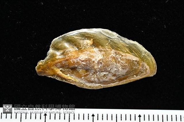 妃珍鳳螺藏品圖，第17張