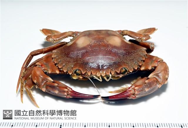 晶瑩蟳藏品圖，第16張