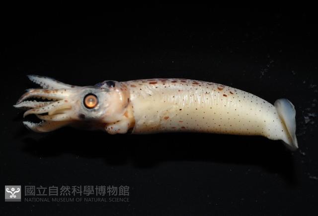 奧蘭鳶柔魚藏品圖，第17張