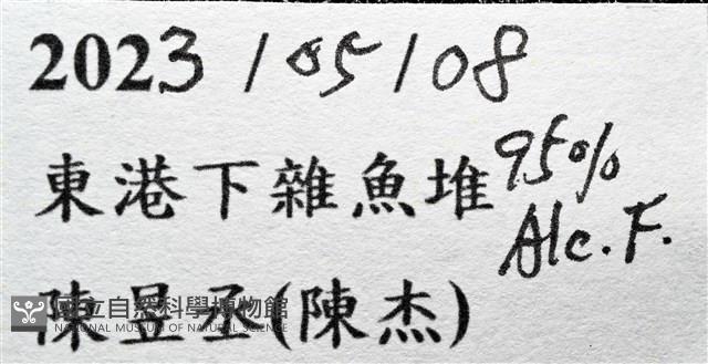 薄片異核果蟹藏品圖，第17張