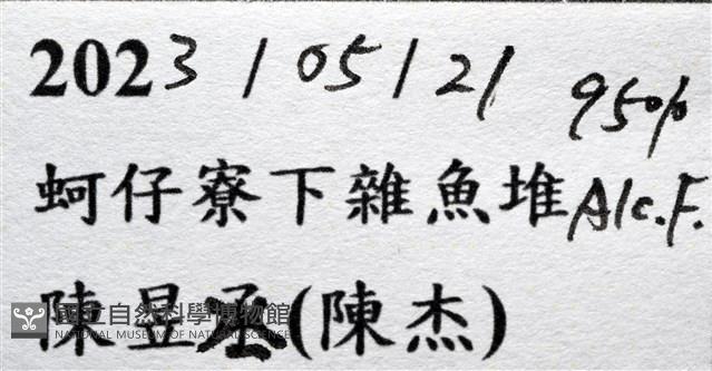 鈍額玉蟹藏品圖，第17張