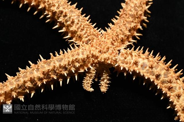 尖棘篩海盤車藏品圖，第17張