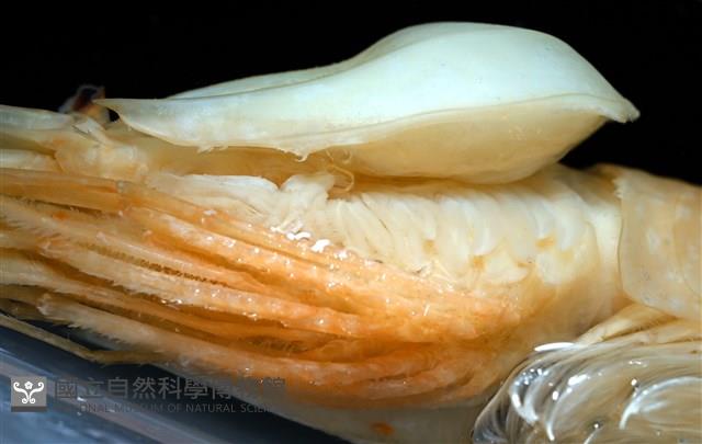 思氏不對稱鰓虱藏品圖，第17張